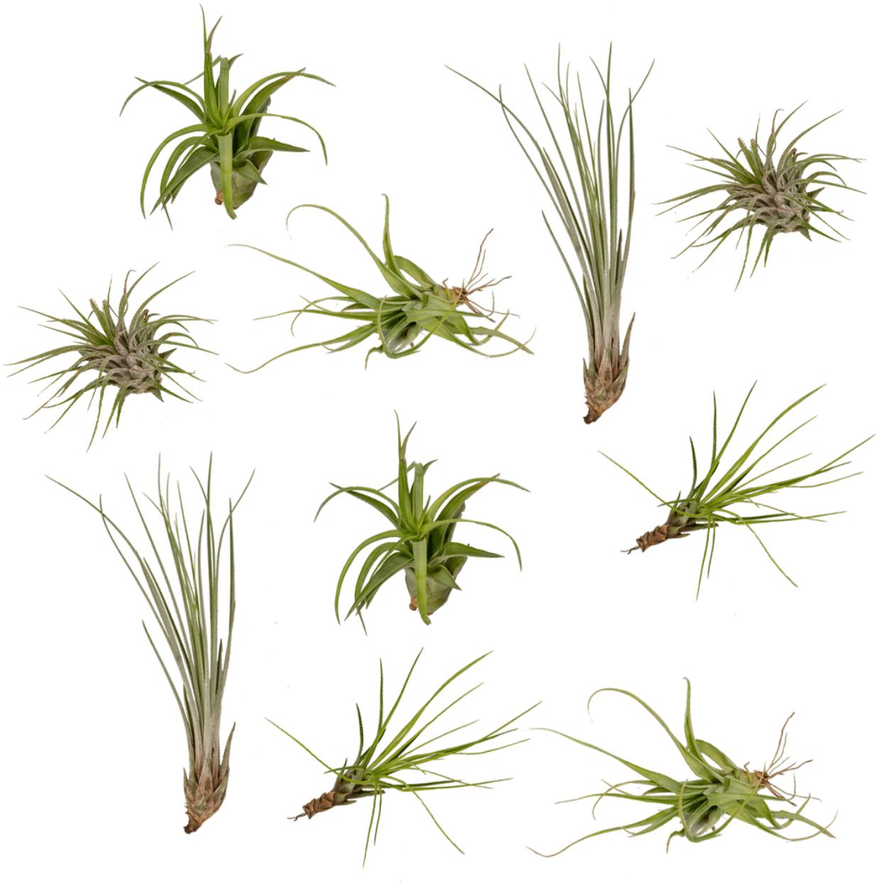 Tillandsia Airmix - 10 stuks - 6 cm - ø6