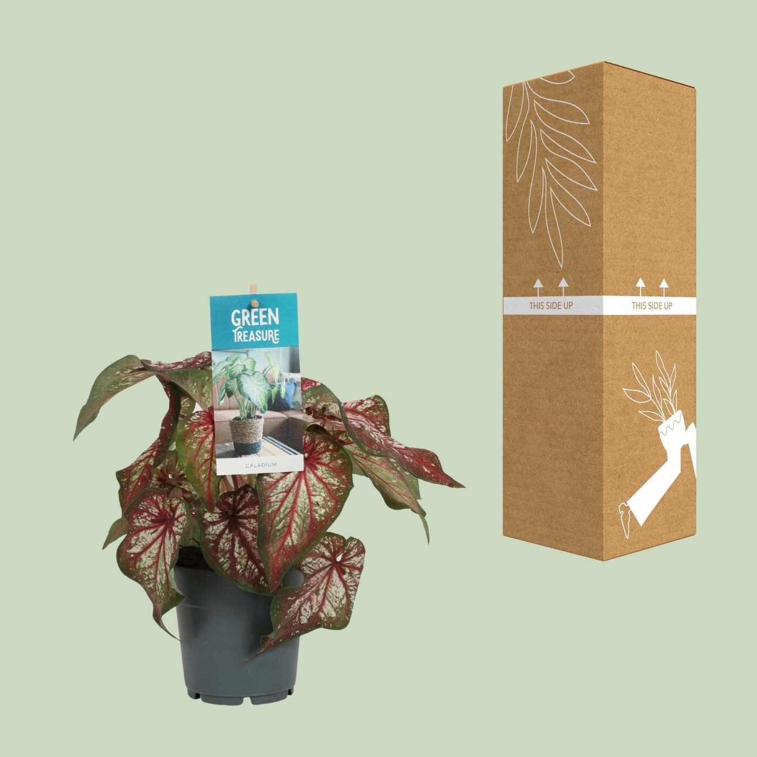 Caladium Tweekleurig - Ø12cm - ↕25cm