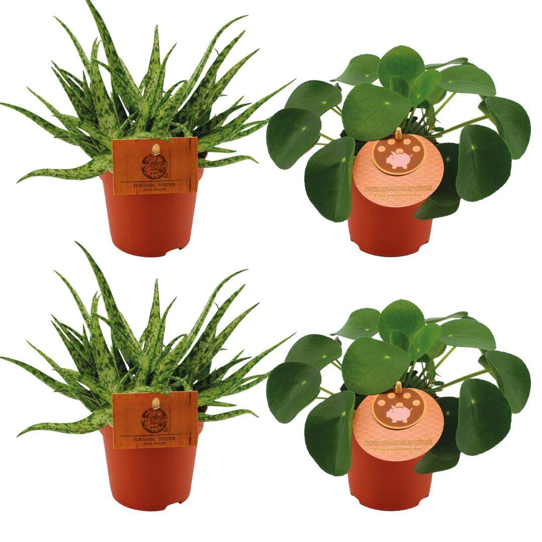 2x Aloë Spin + 2x Pilea Peperomoides - 4 stuks - Ø10,5cm - ↕10cm