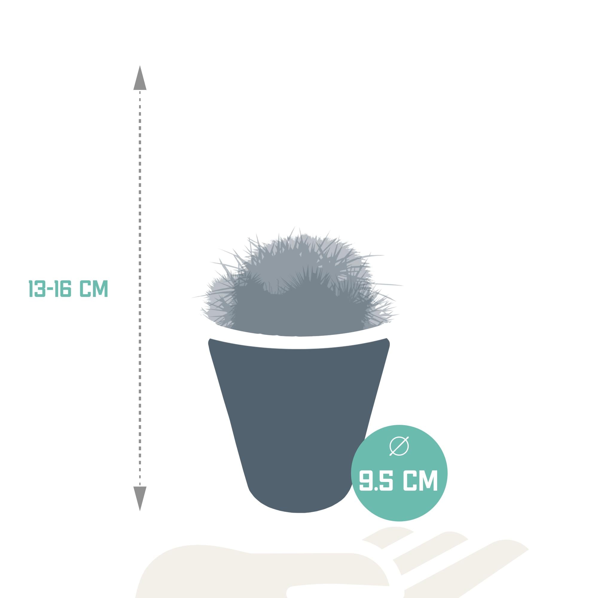 Bolcactusmix 8,5 cm | 3 stuks - in witte pot