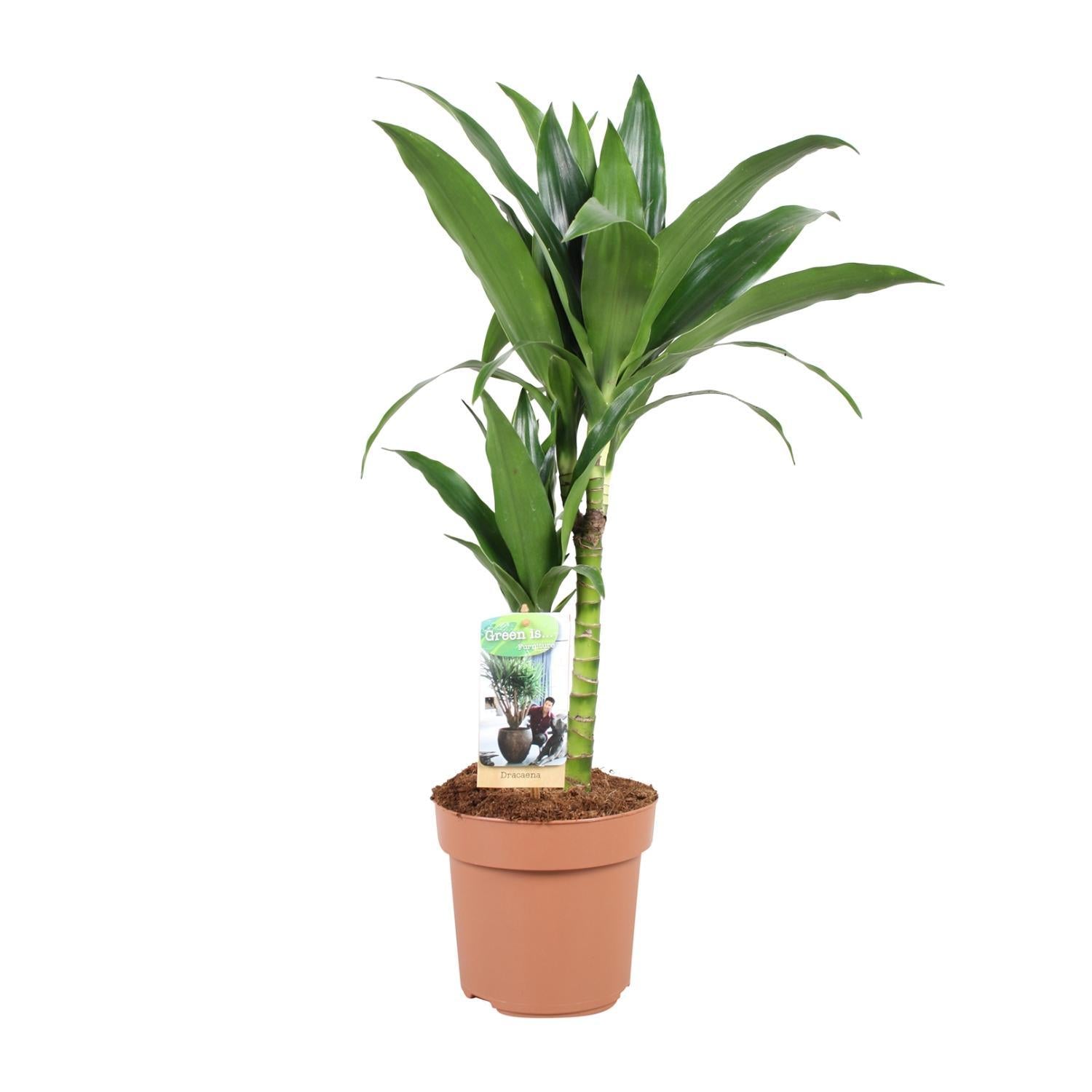 Dracaena Janet Craig 30-15 - Ø17cm - ↕60cm