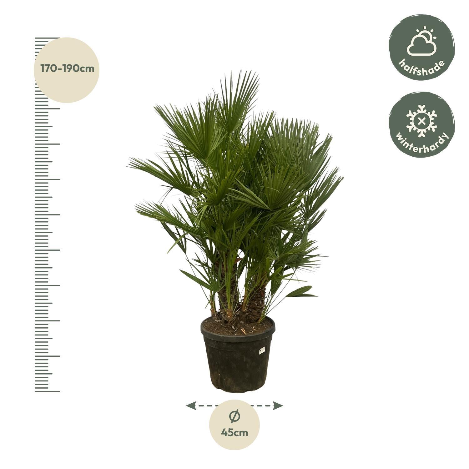 Chamaerops Humilis multistam - 180 cm - Ø45cm