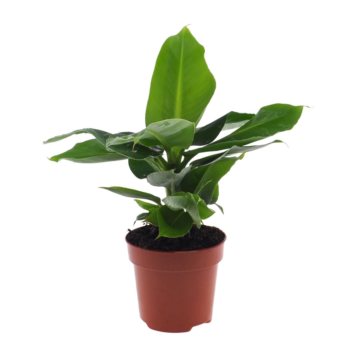 Musa Oosterse Dwerg - 25cm - ø12