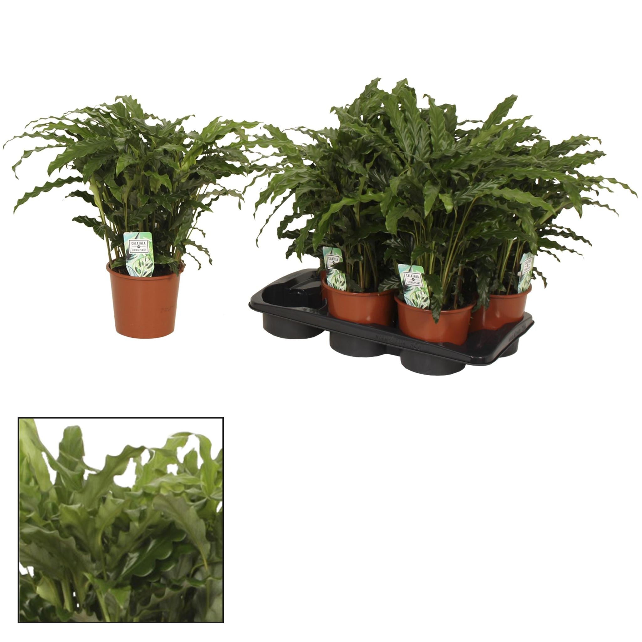 Calathea Blauwgras - Ø17 ↕65