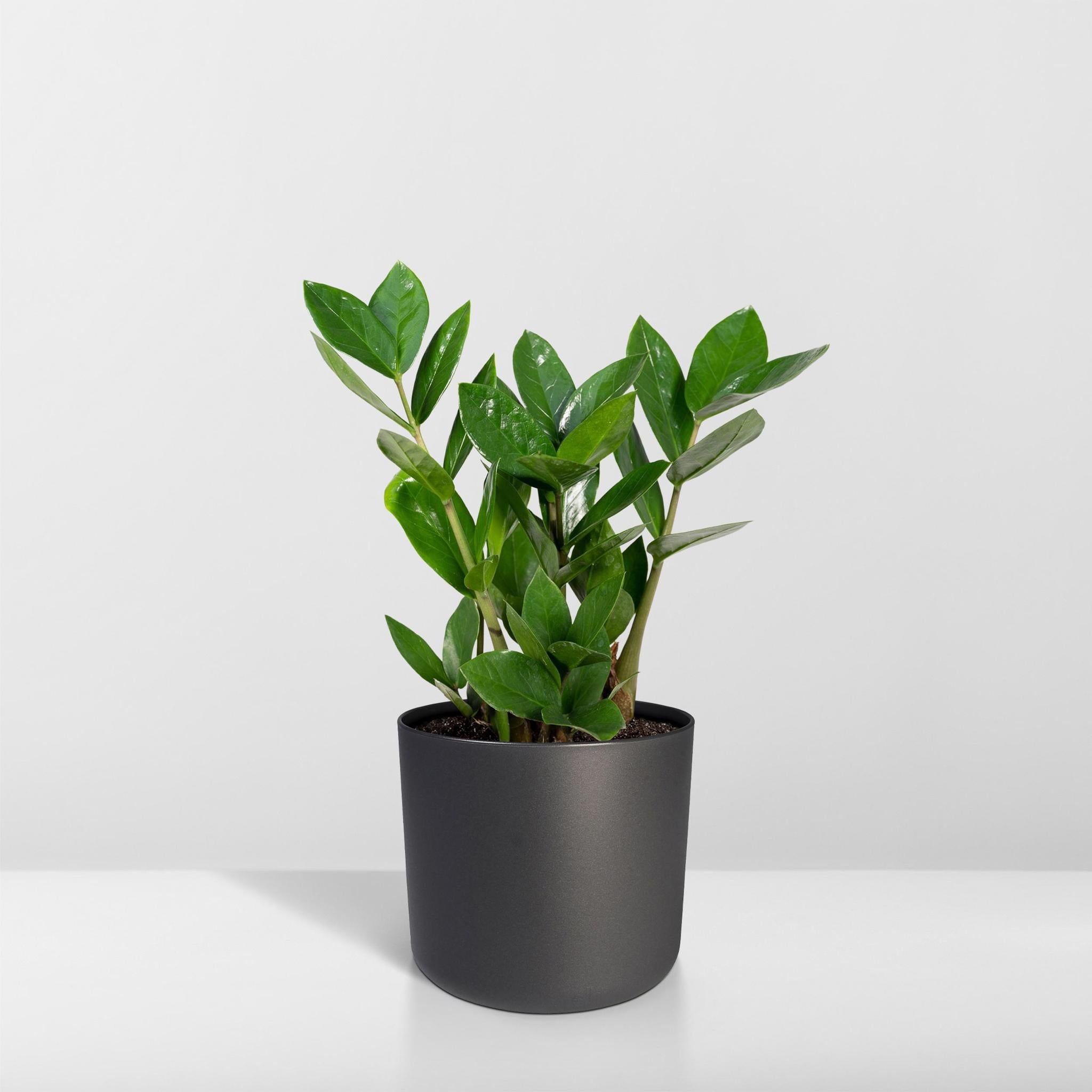 Zamioculcas - Ø12cm - ↕35cm