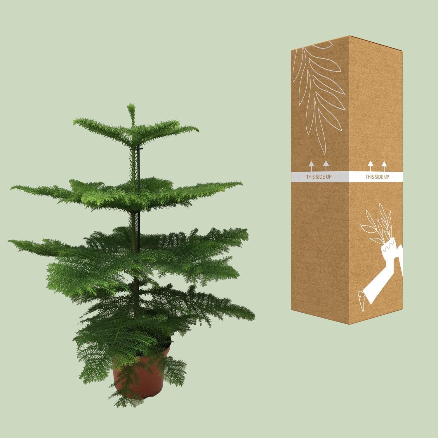 Araucaria Heterophylla - Ø21 - ?70cm