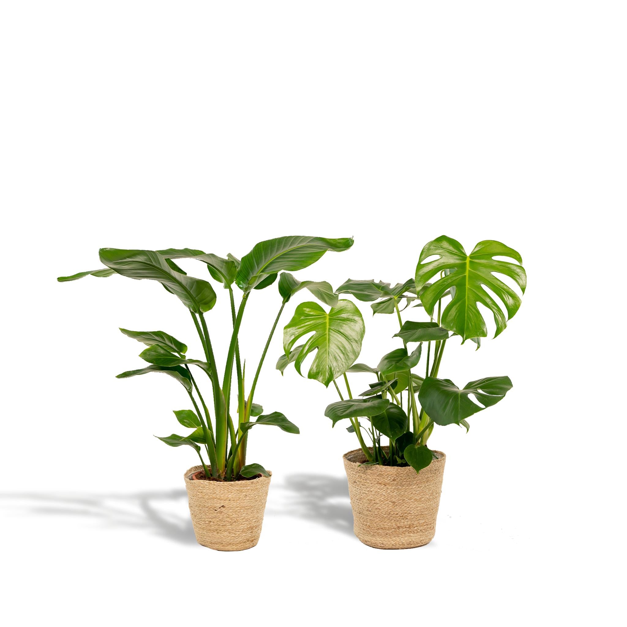 Strelitzia Nicolai - Ø19cm - ↕85cm + Monstera Deliciosa - Ø21cm - ↕75cm + Mand Selin