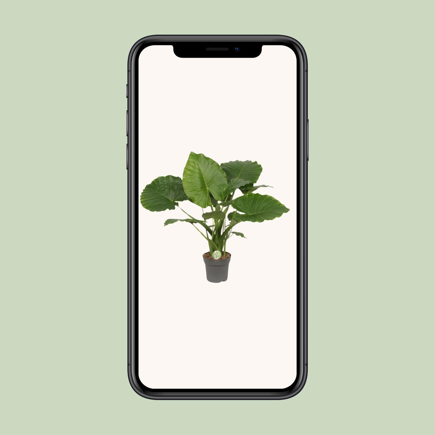 Alocasia Gageana Californië - Ø21cm - ↕80cm