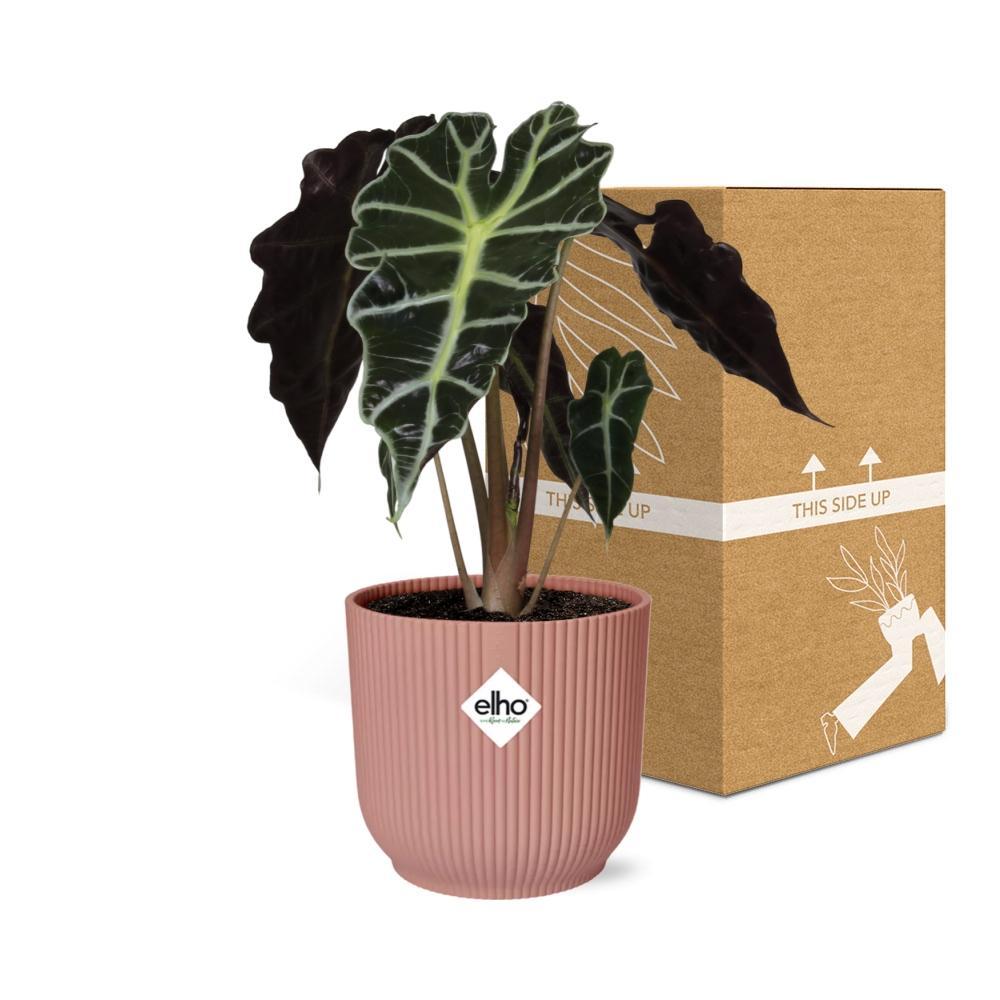 Alocasia 'Polly' im ELHO Vibes Fold 14cm rosa