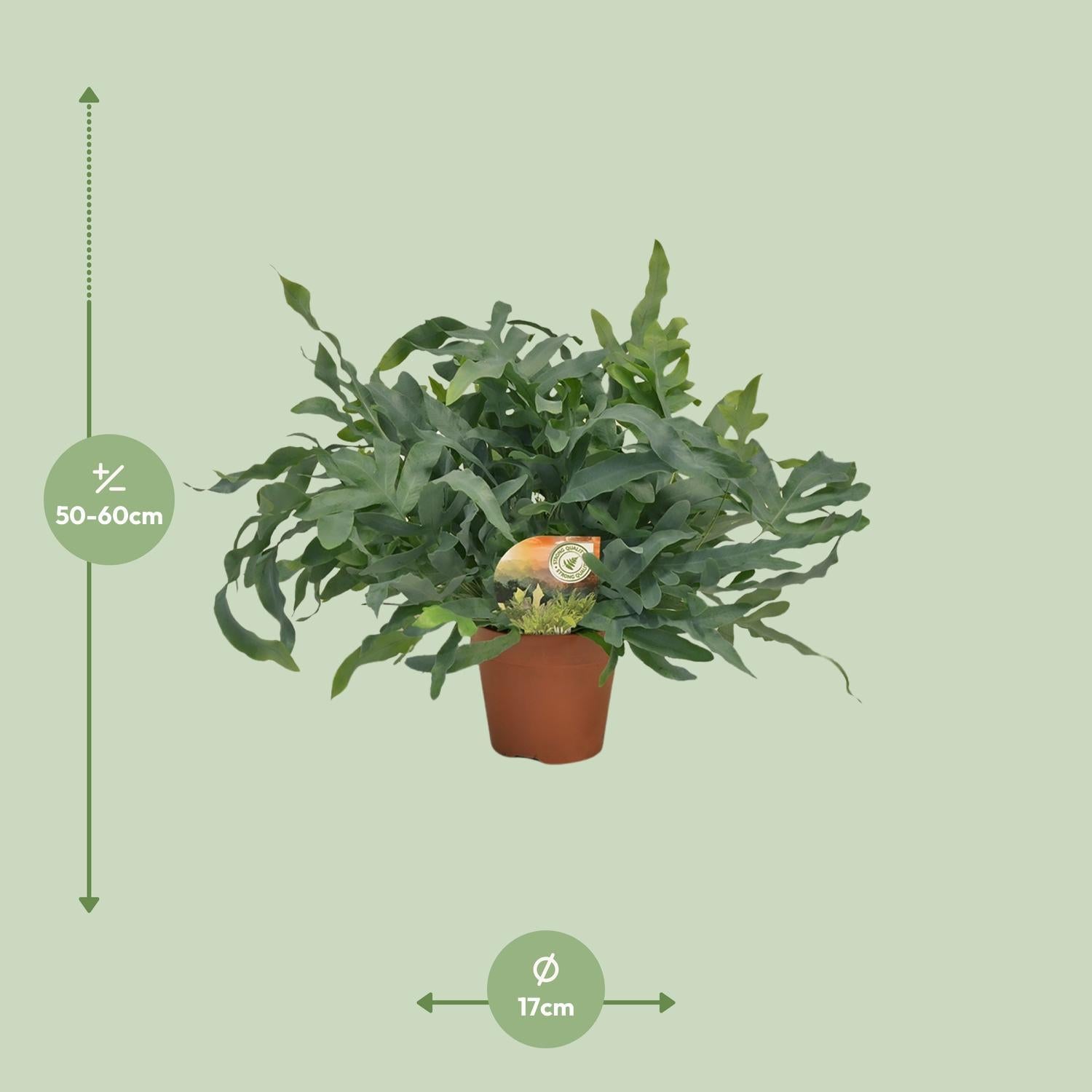 Phlebodium Blauwe Ster - Ø17 ↕60