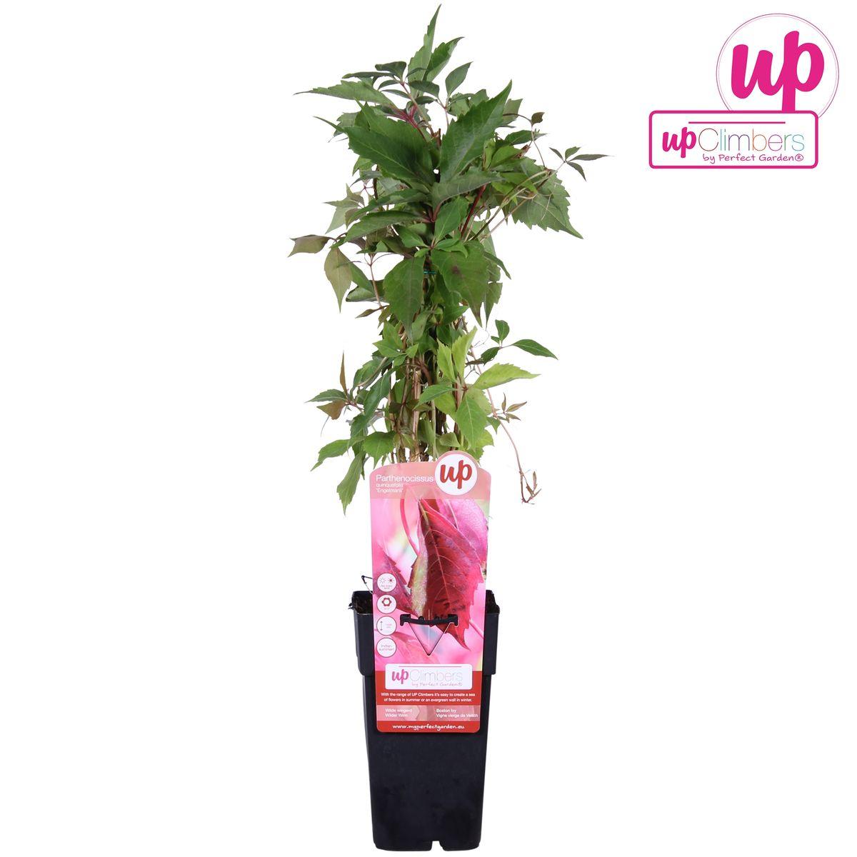 Parthenocissus q. var. 'Engelmannii' - ?65cm - Ø15