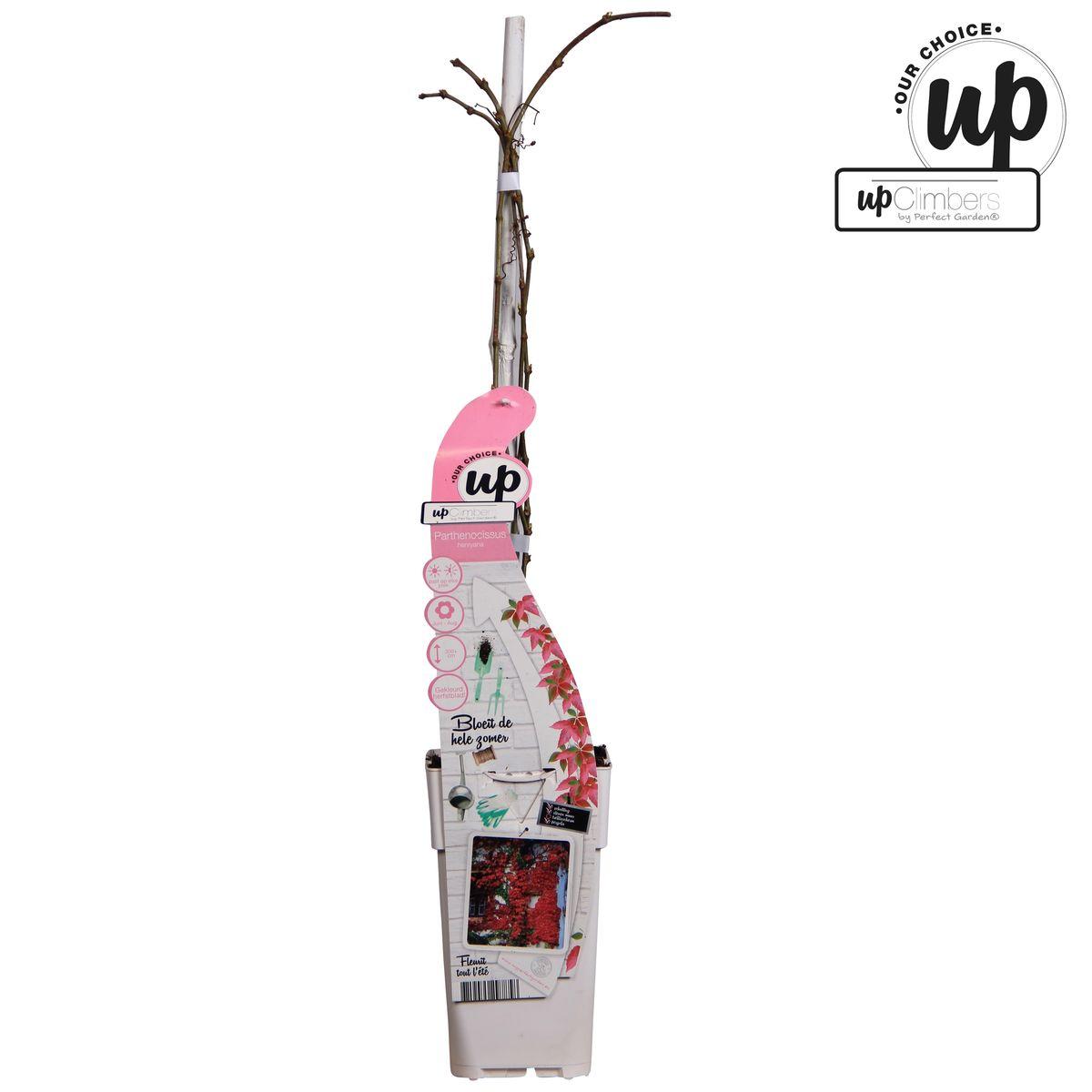 Parthenocissus henryana - Chinese Wilde Wingerd