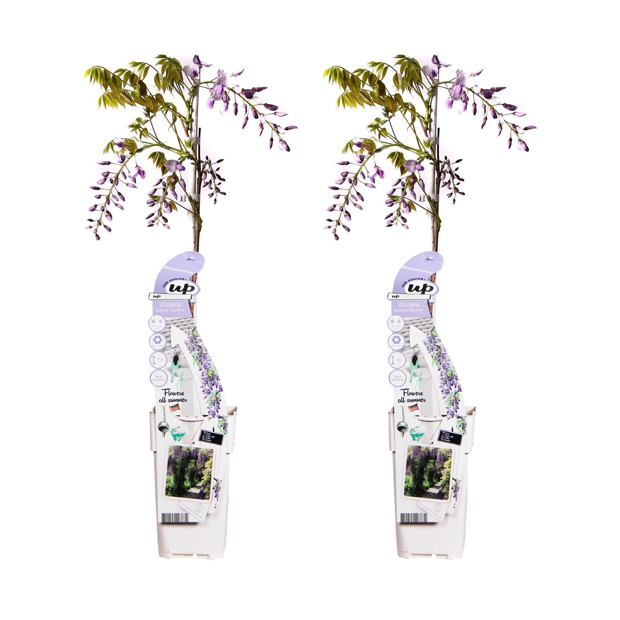 2x Wisteria sinensis 'Caroline' - ?65cm - Ø15
