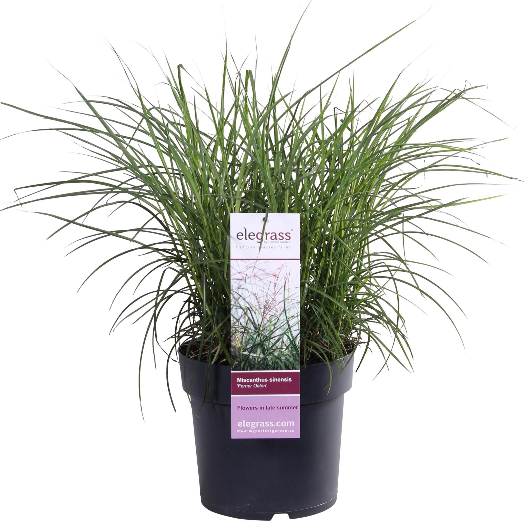 Miscanthus sinensis Ferner Osten - Ø23 -?60cm