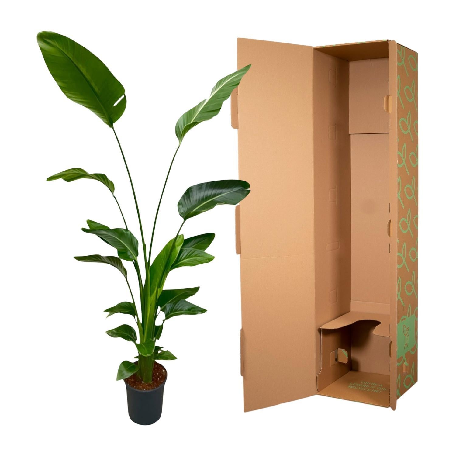 Strelitzia Nicolai - 170 cm - ?21