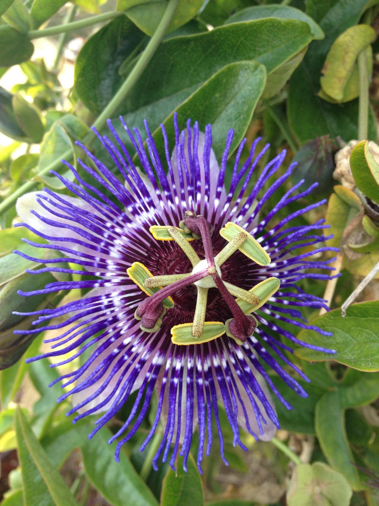 Passiflora 'Purple Haze' - Passiebloem Paars