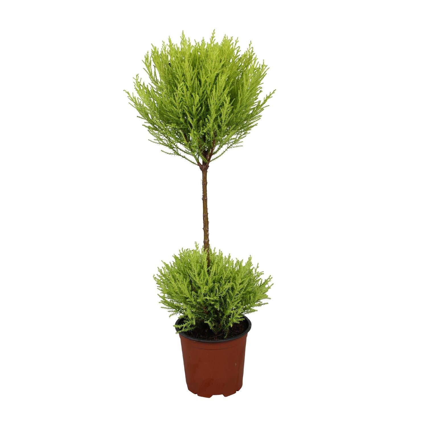Cupressus Goudhaantje Wilma - Ø14cm - ↕60cm
