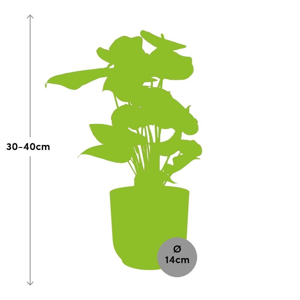 Anthurium Rot 12cm in ELHO Vibes Fold 14cm rosa