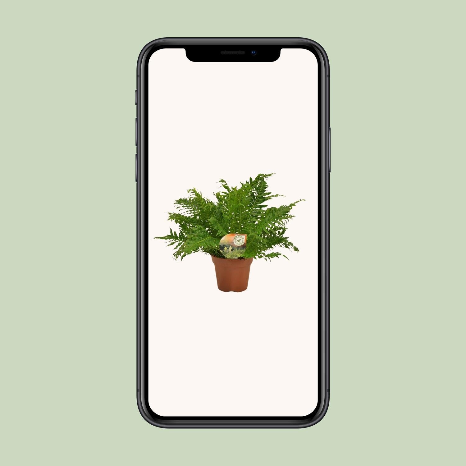 Blechnum Zilveren Dame - Ø17 ↕50