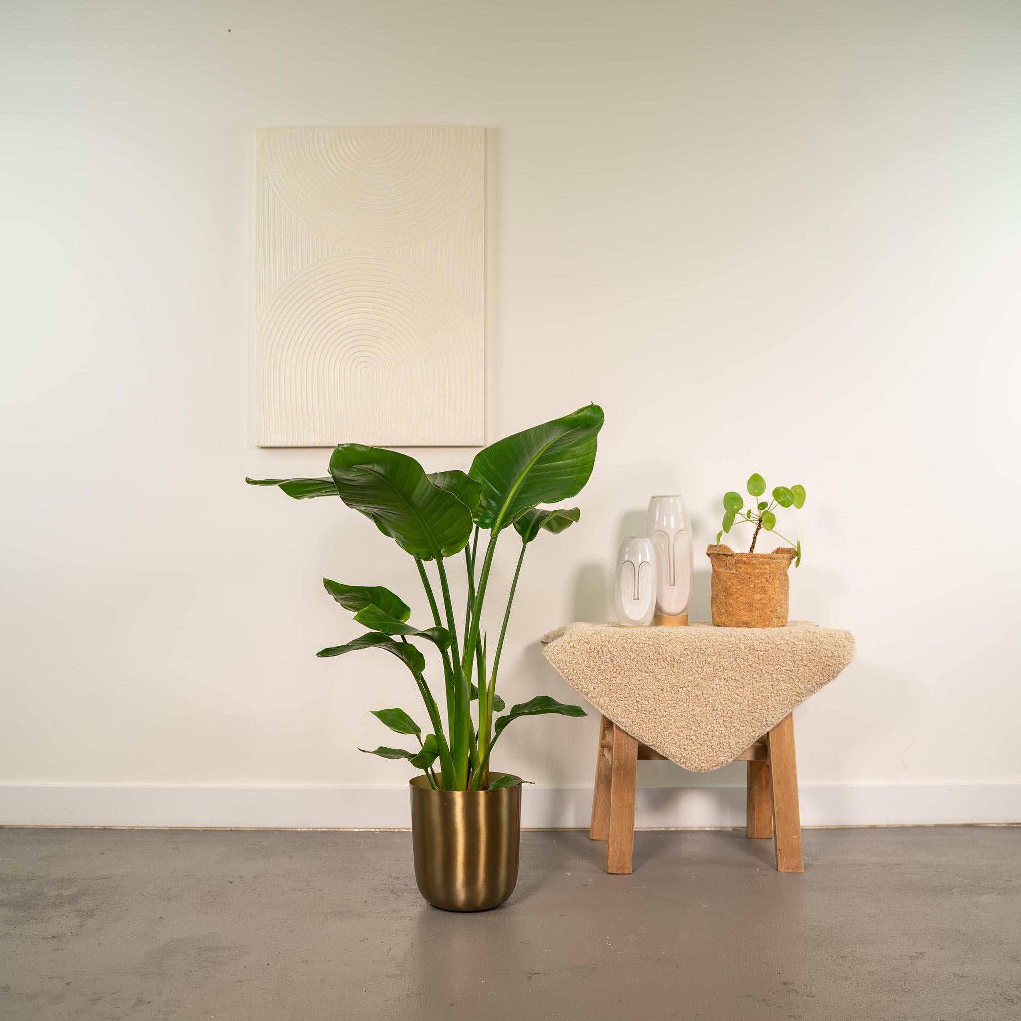 Strelitzia Nicolai - Ø19cm - ↕90cm + Pot Mayk Goud