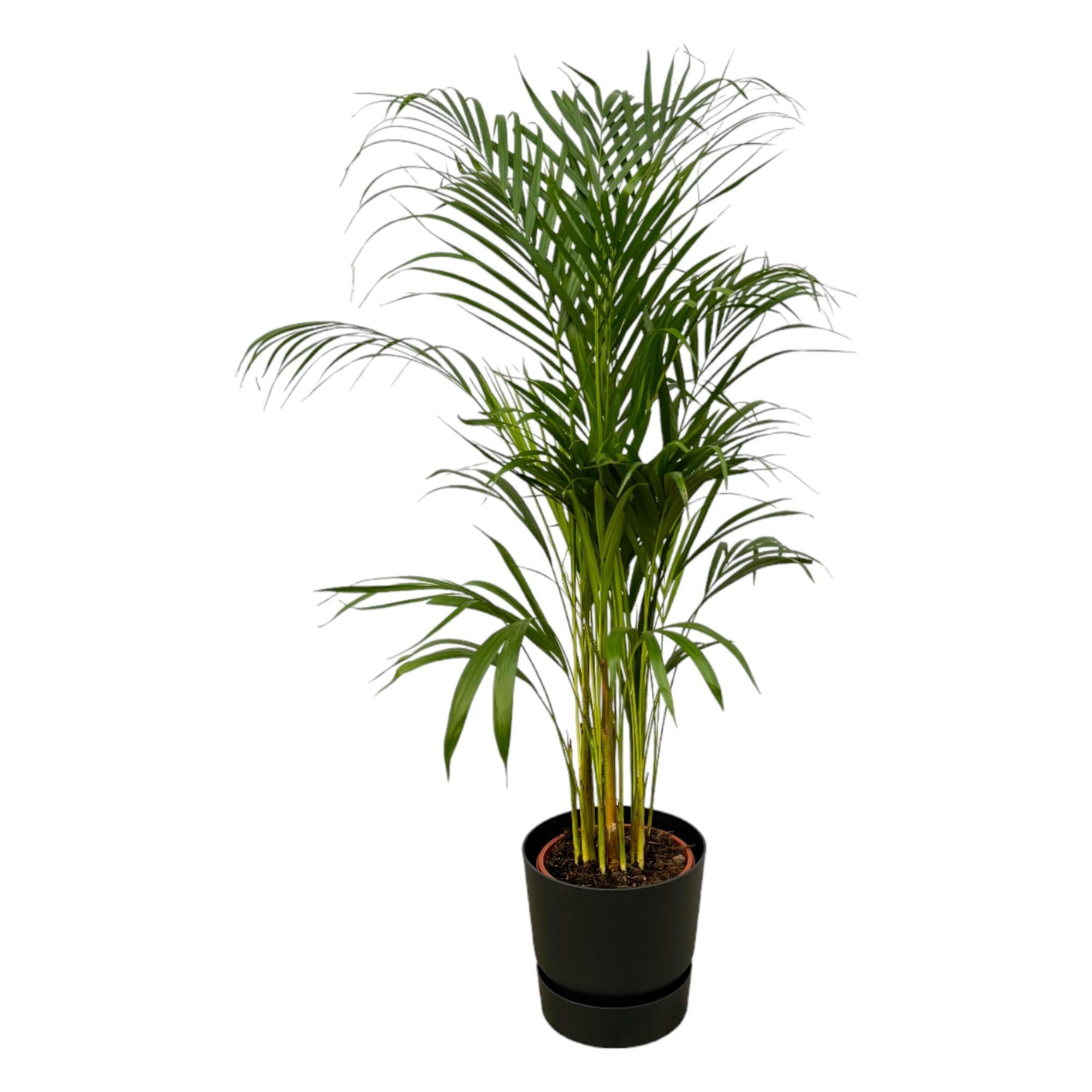 Areca palm - ?110cm - Ø21cm inclusief elho Greenville Rond zwart D24xH23