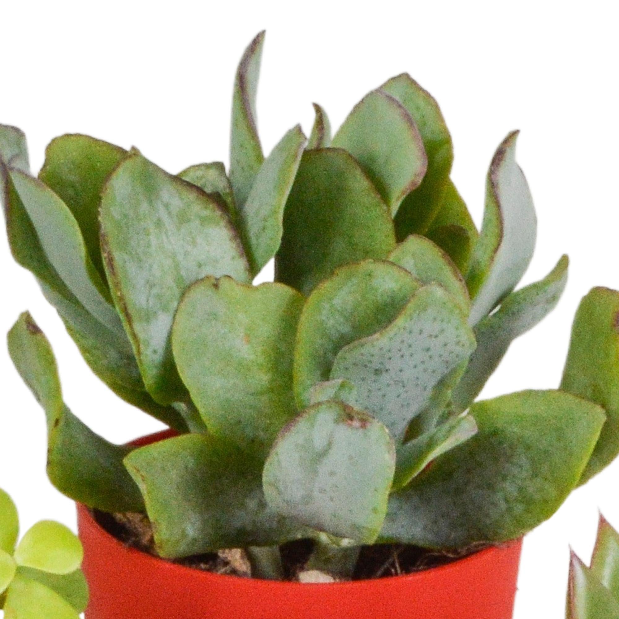 Vetplantenmix 5,5 cm - 5x - in kunststof pot