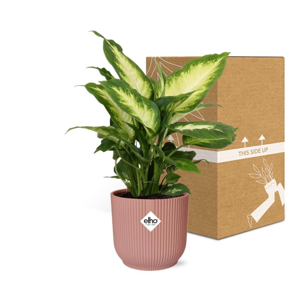 Dieffenbachia 'Camilla' in ELHO Vibes Fold 14cm roze