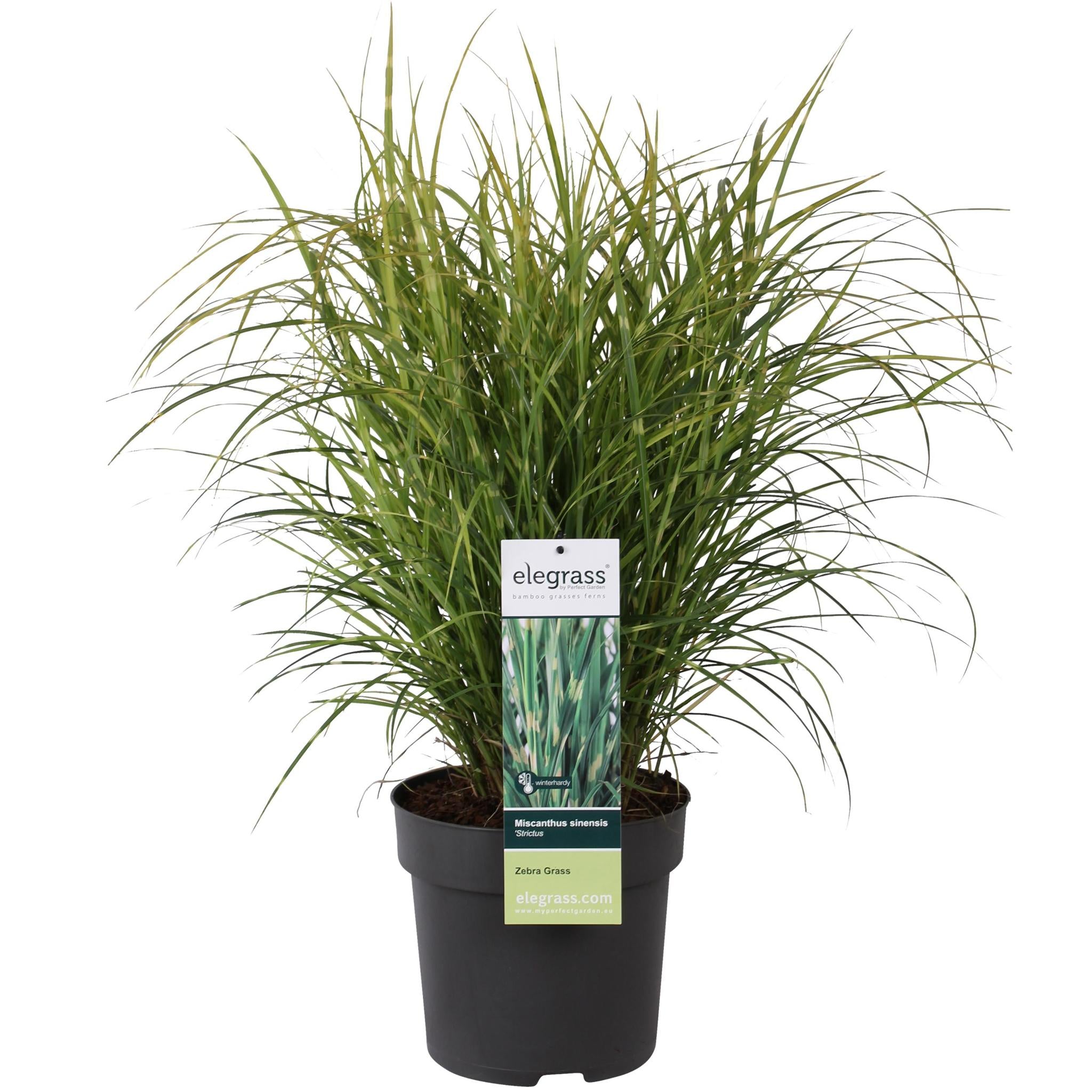 Miscanthus sinensis Strictus - Ø23 - ?60cm