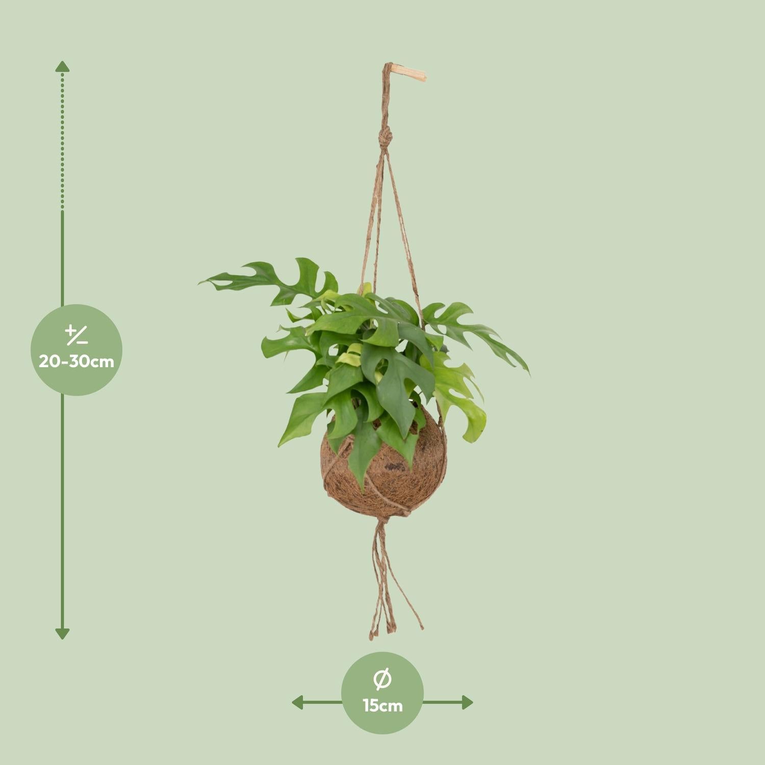 Kokodama Monstera Minima Hang – Gatterpflanze – 25 cm – Ø15