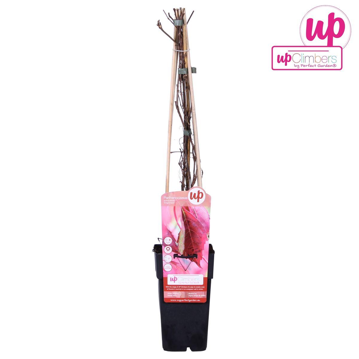 Parthenocissus q. var. 'Engelmannii' - ?65cm - Ø15