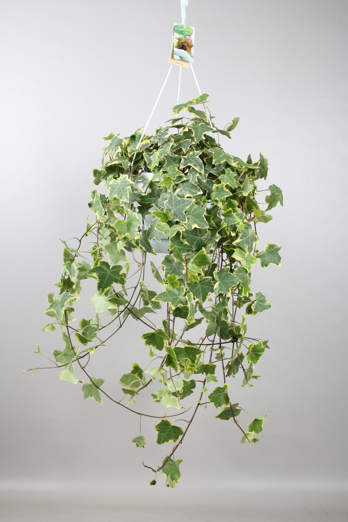 Hedera Helix Goud Kind - Hang/XXL - Ø24cm - ↕cm