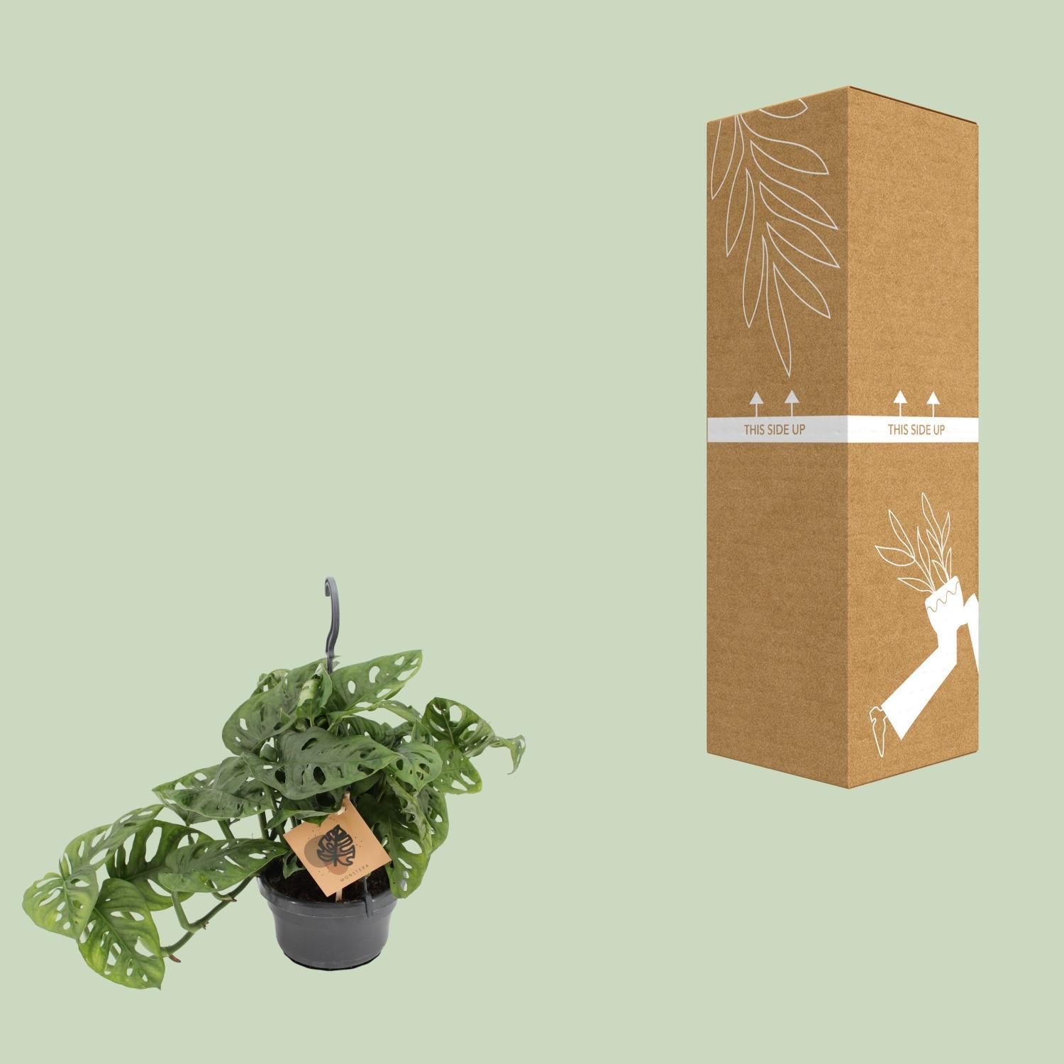 Monstera Aap - Ø14cm - ↕30cm