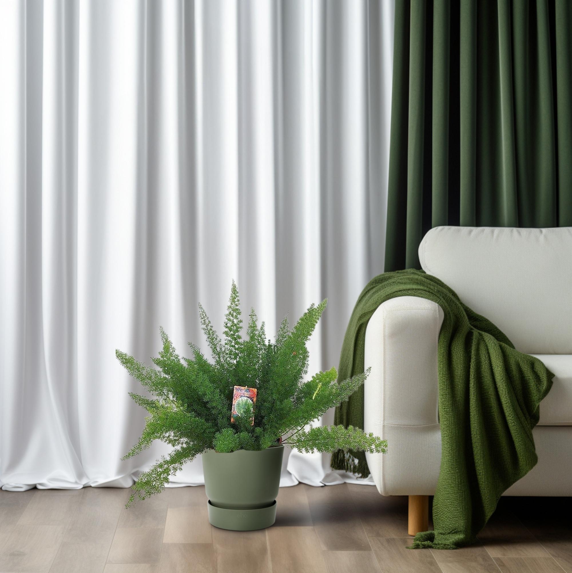 Spargel D. Meyers - Ø27cm - ↕60cm