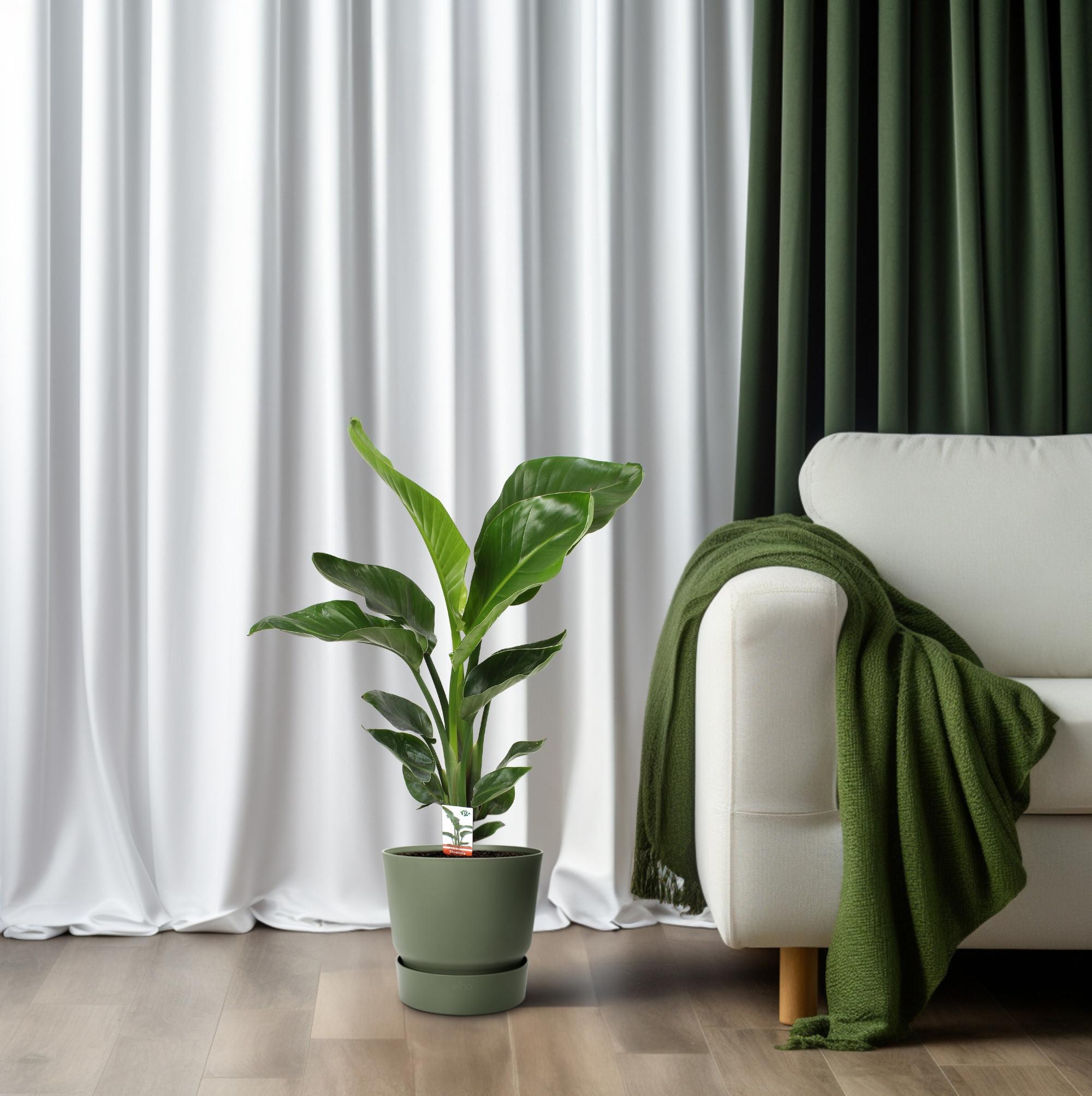 Strelitzia Nicolai 17 cm - Ø17cm - ↕70cm