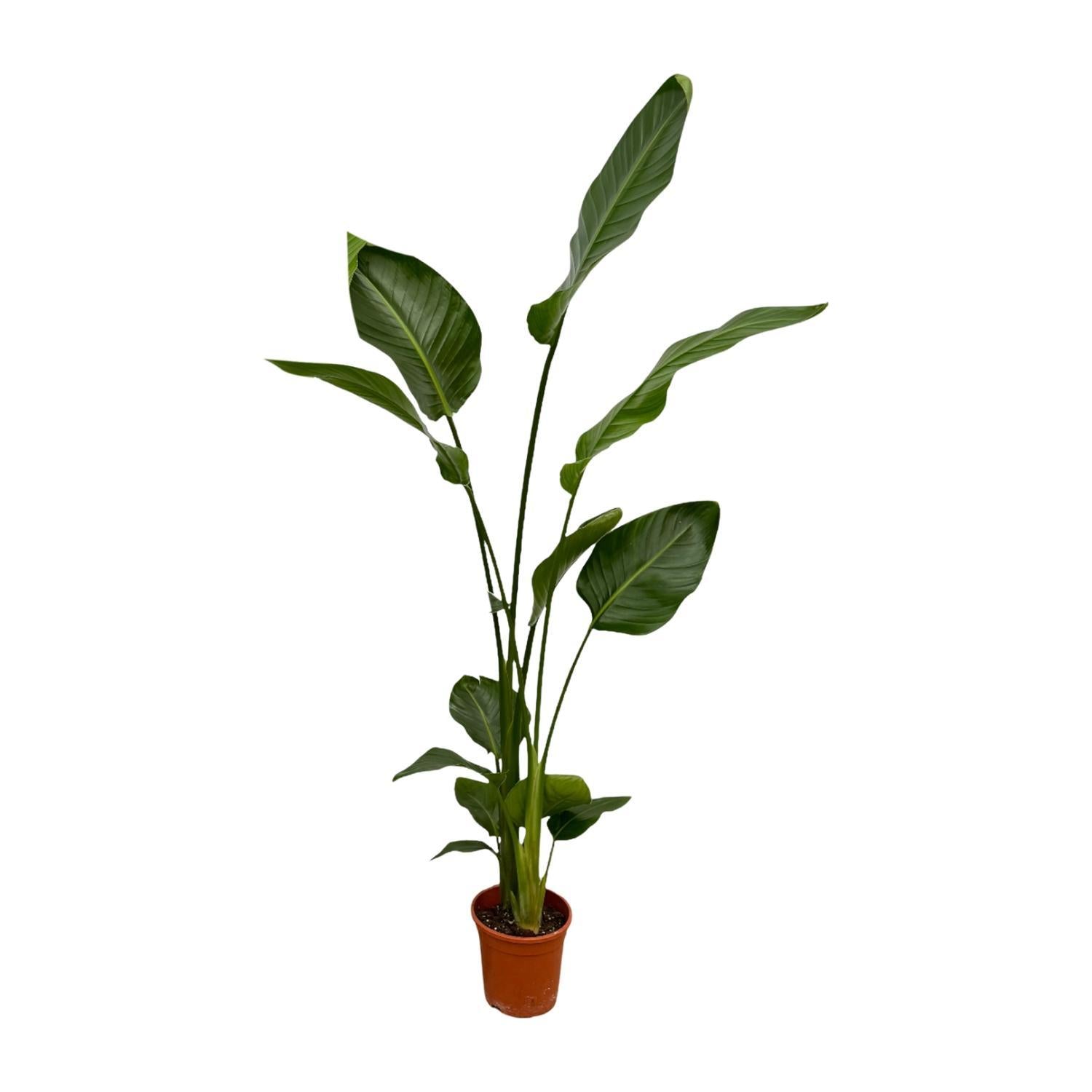 2x Strelitzia Nicolai - 130 cm - Ø17