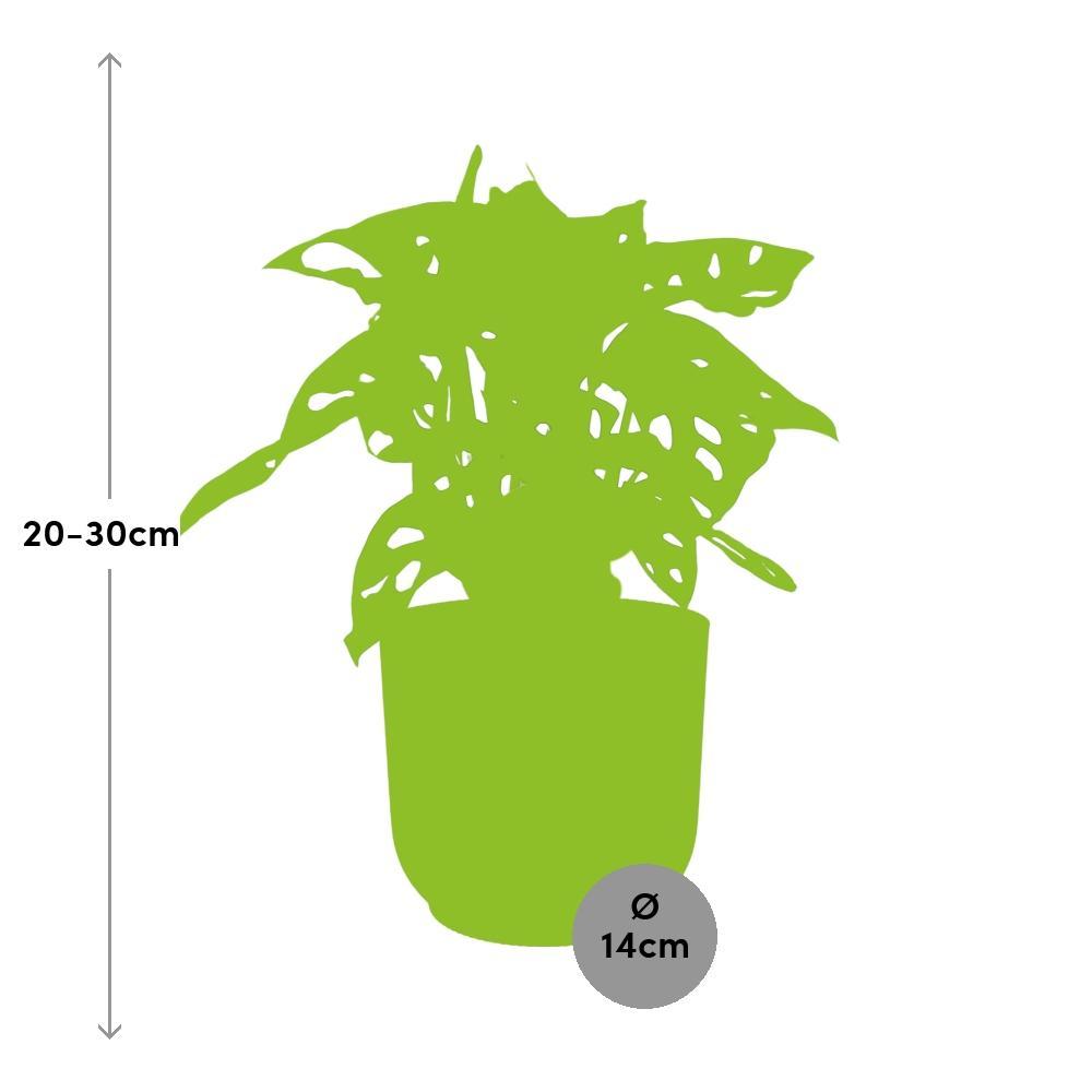 Monstera 'Monkey Leaf' in ELHO Vibes Fold 14cm roze