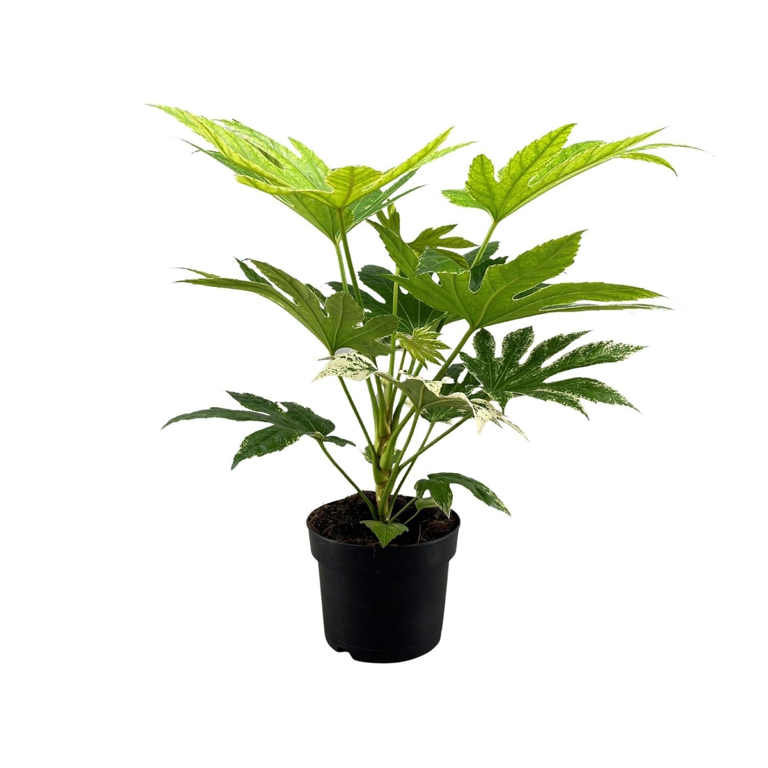 Fatsia Japonica Spinnenweb - Ø17cm - ↕50cm