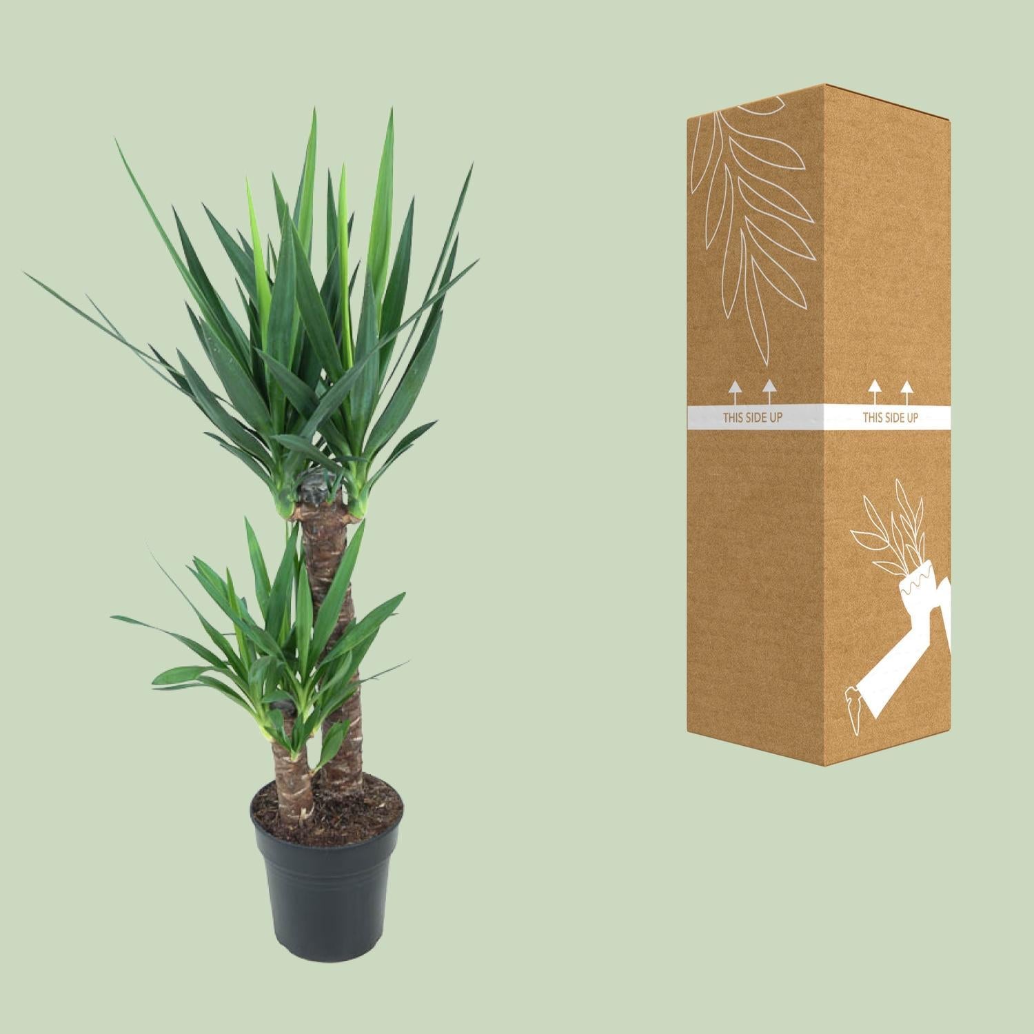 Yucca Olifantspoot - Ø21cm - ↕100cm