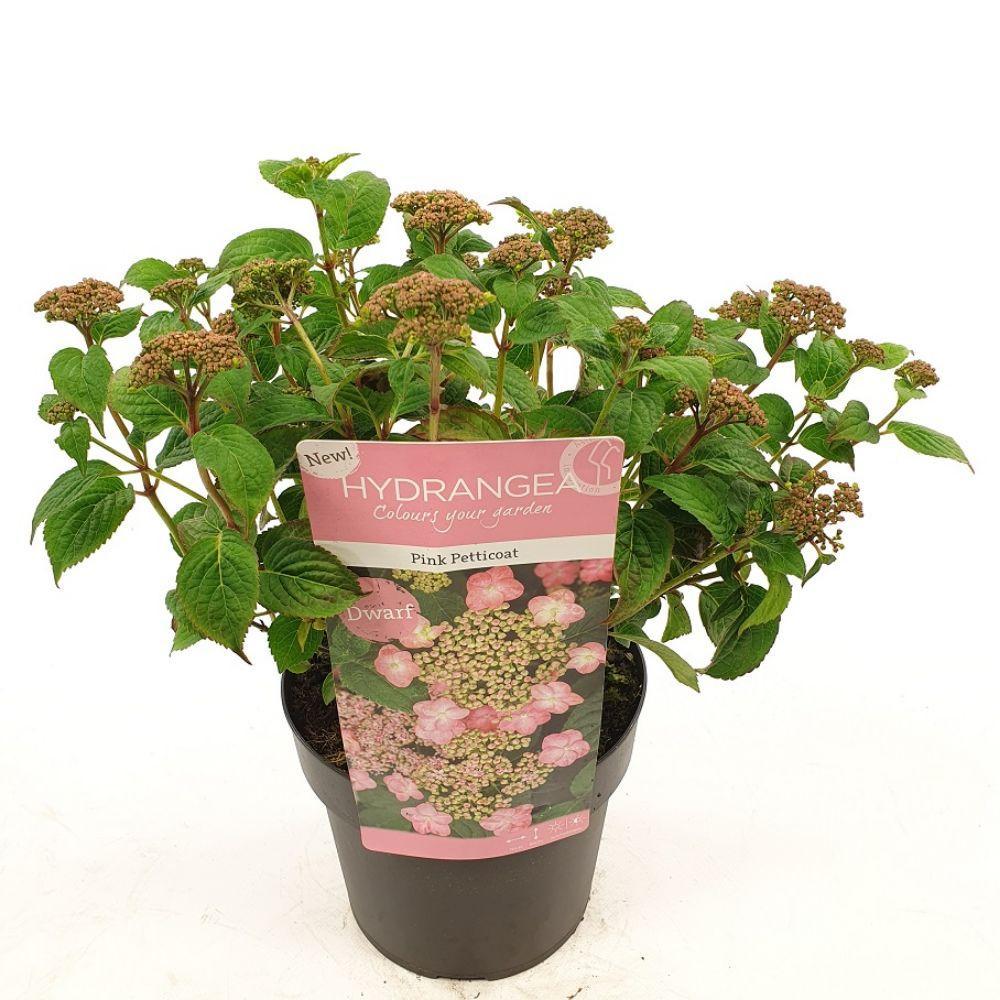 Hortensia serr. 'Pink Petticoat'® - ?25cm - Ø19cm