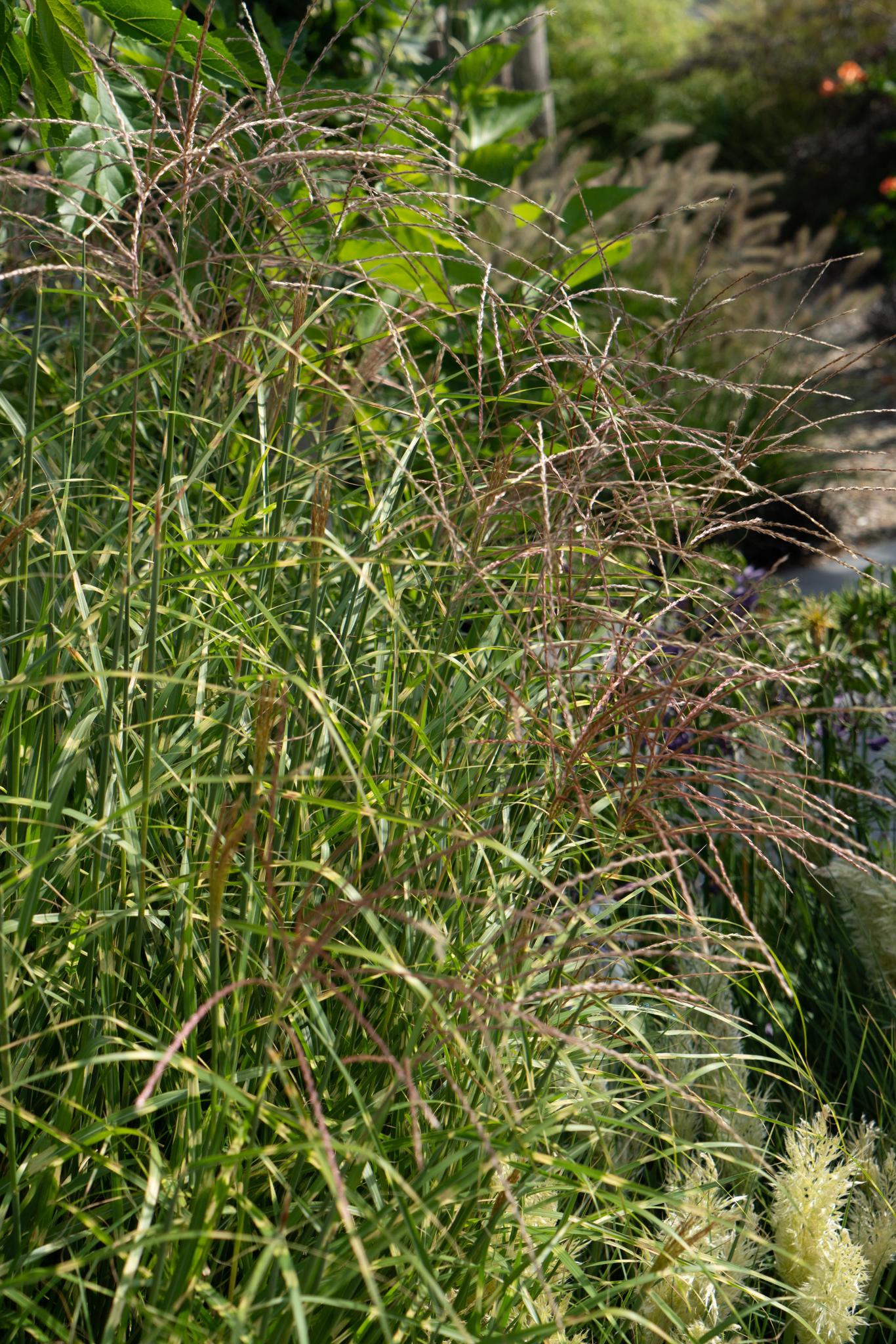 Miscanthus sinensis Strictus - Ø23 - ?60cm