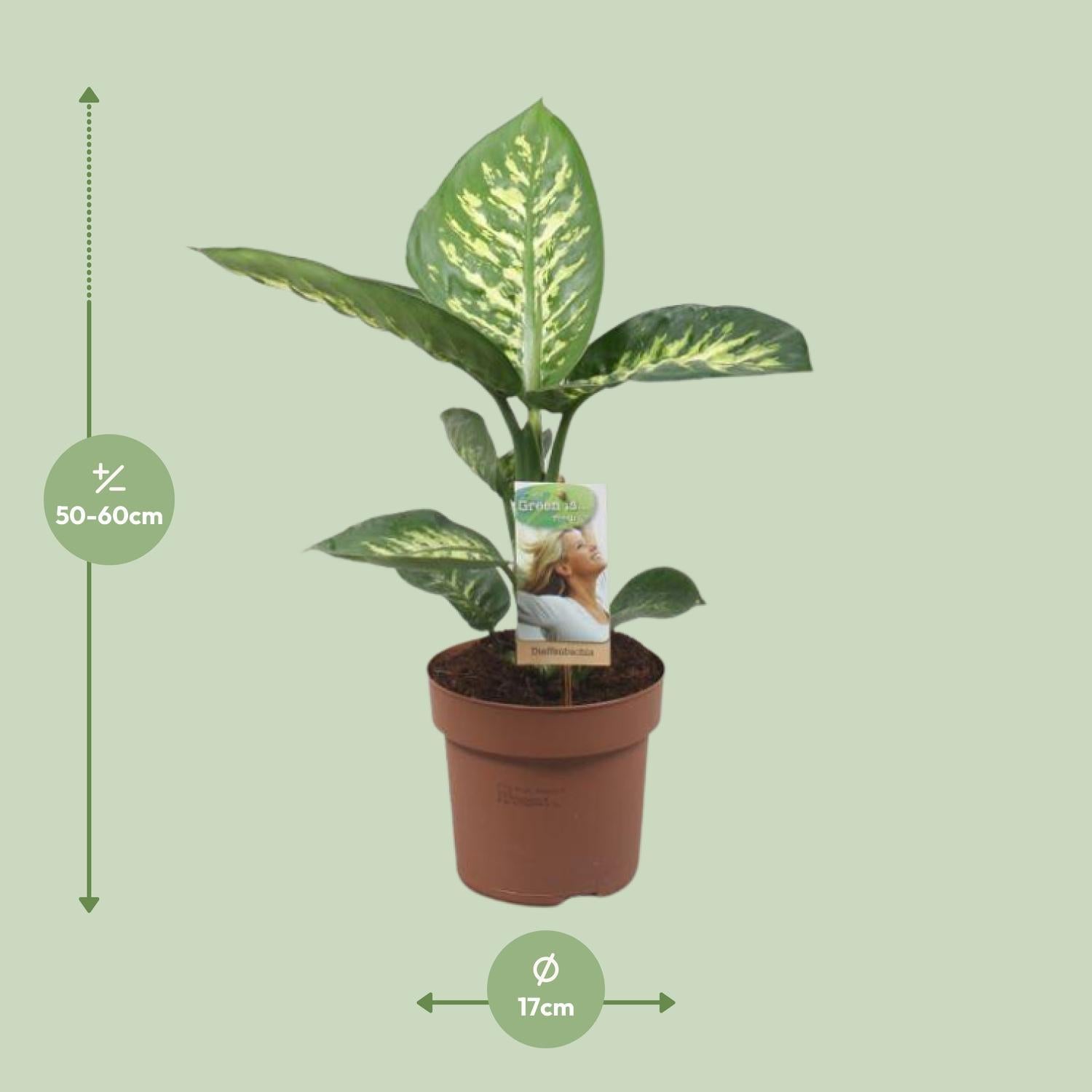 Dieffenbachia Tropic Sneeuw - Ø17cm - ↕60cm