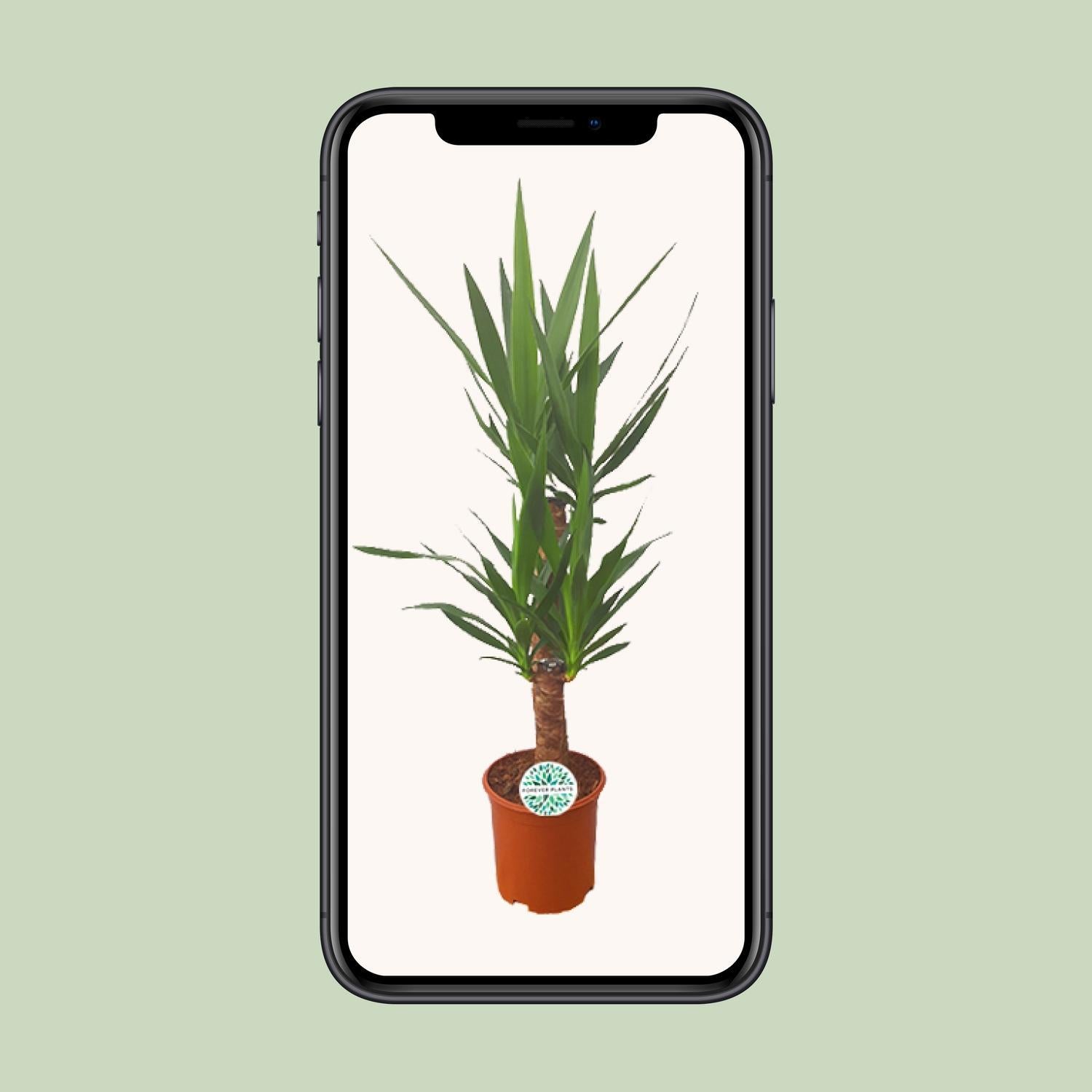 Yucca-Ø21cm - ↕90cm
