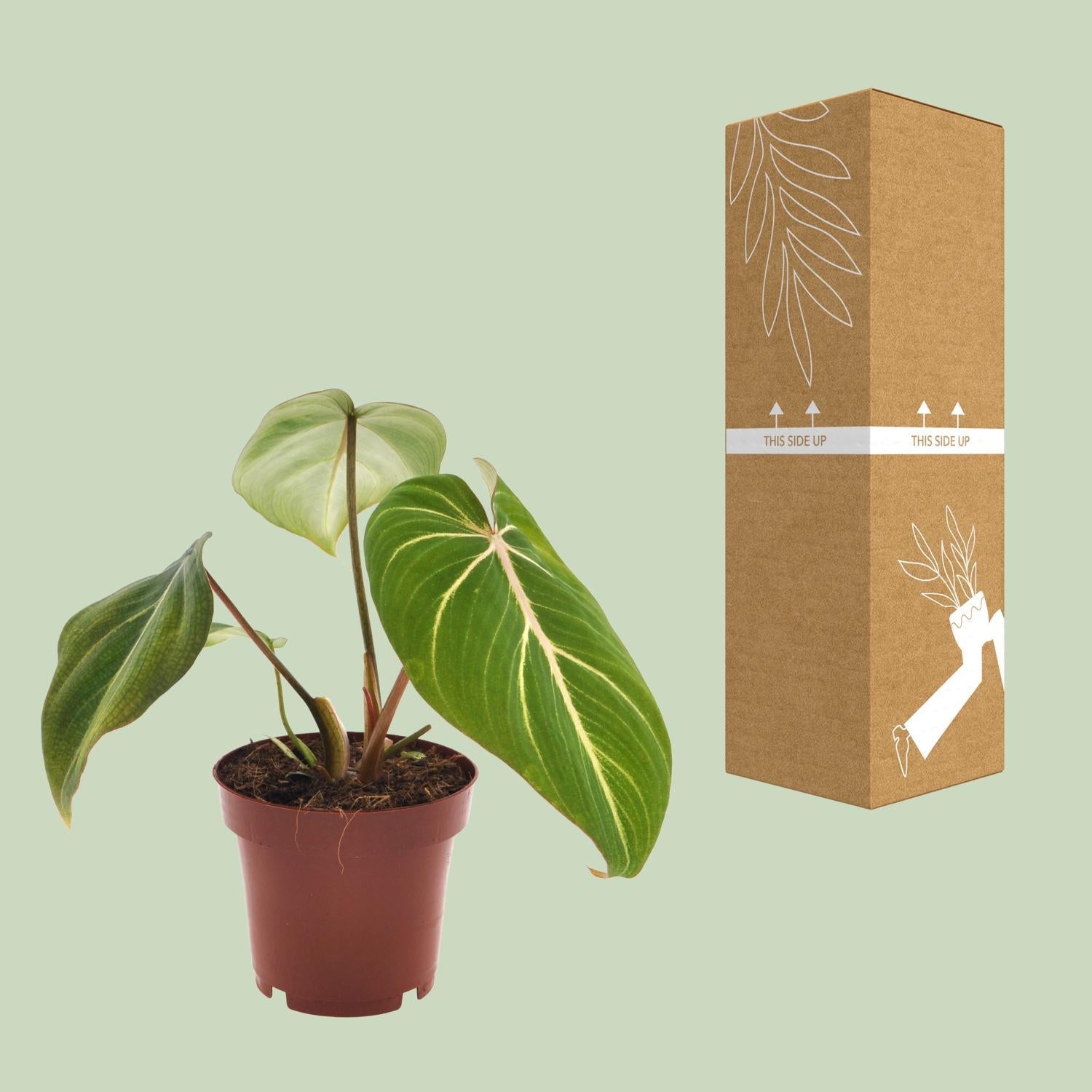 Philodendron Selloum Atoom - Ø12cm - ↕25cm