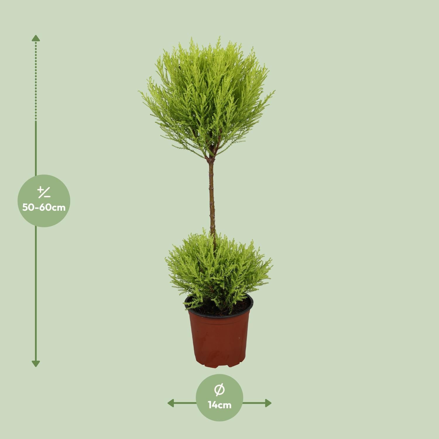 Cupressus Goudhaantje Wilma - Ø14cm - ↕60cm