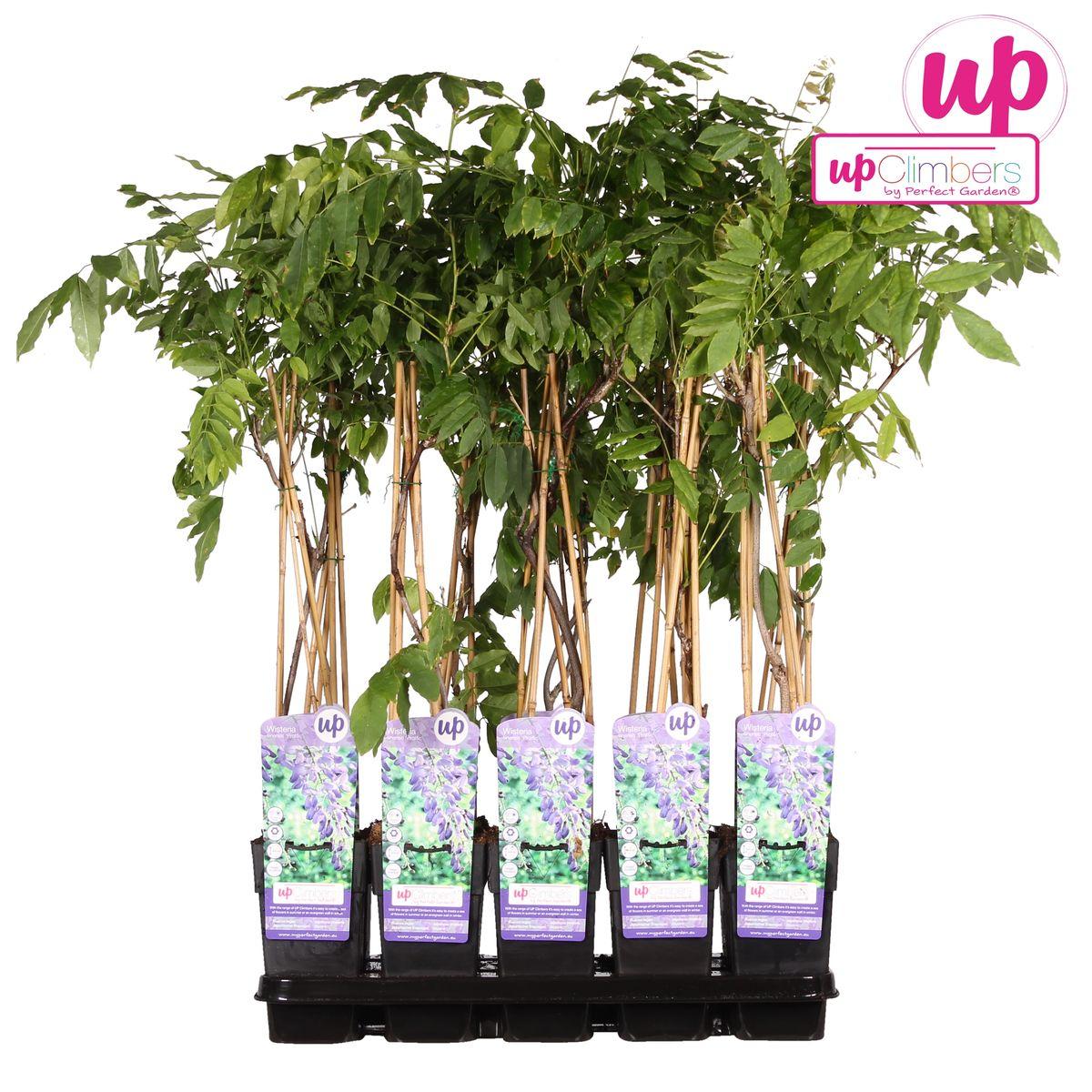 Wisteria sinensis 'Prolific' - Blauwe regen