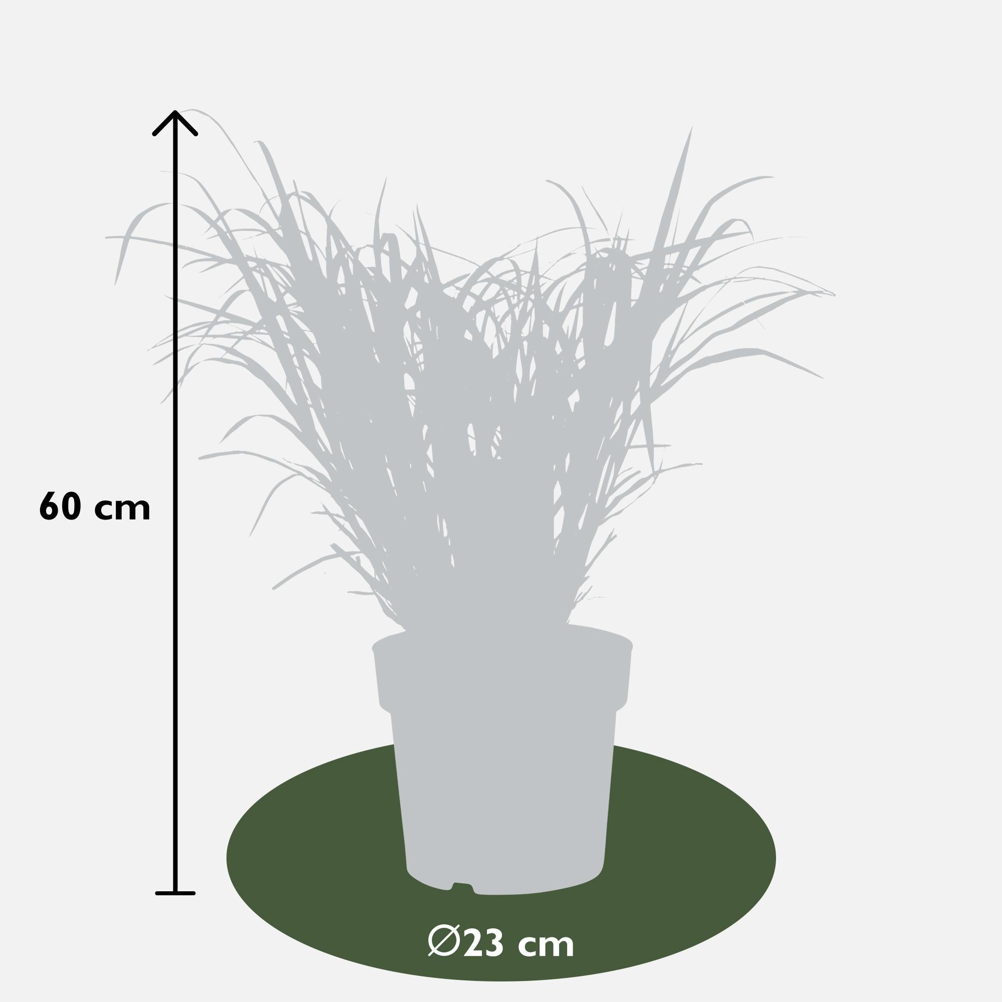 Miscanthus sinensis Strictus - Ø23 - ?60cm