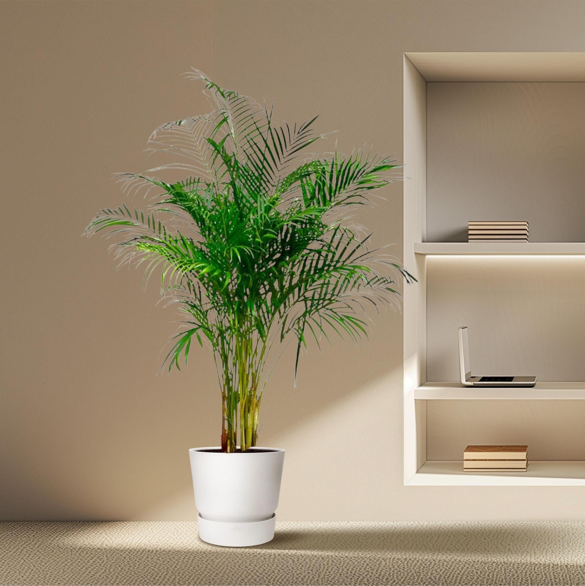 Dypsis Lutescens (Areca-Palme) - 180 cm - ø24