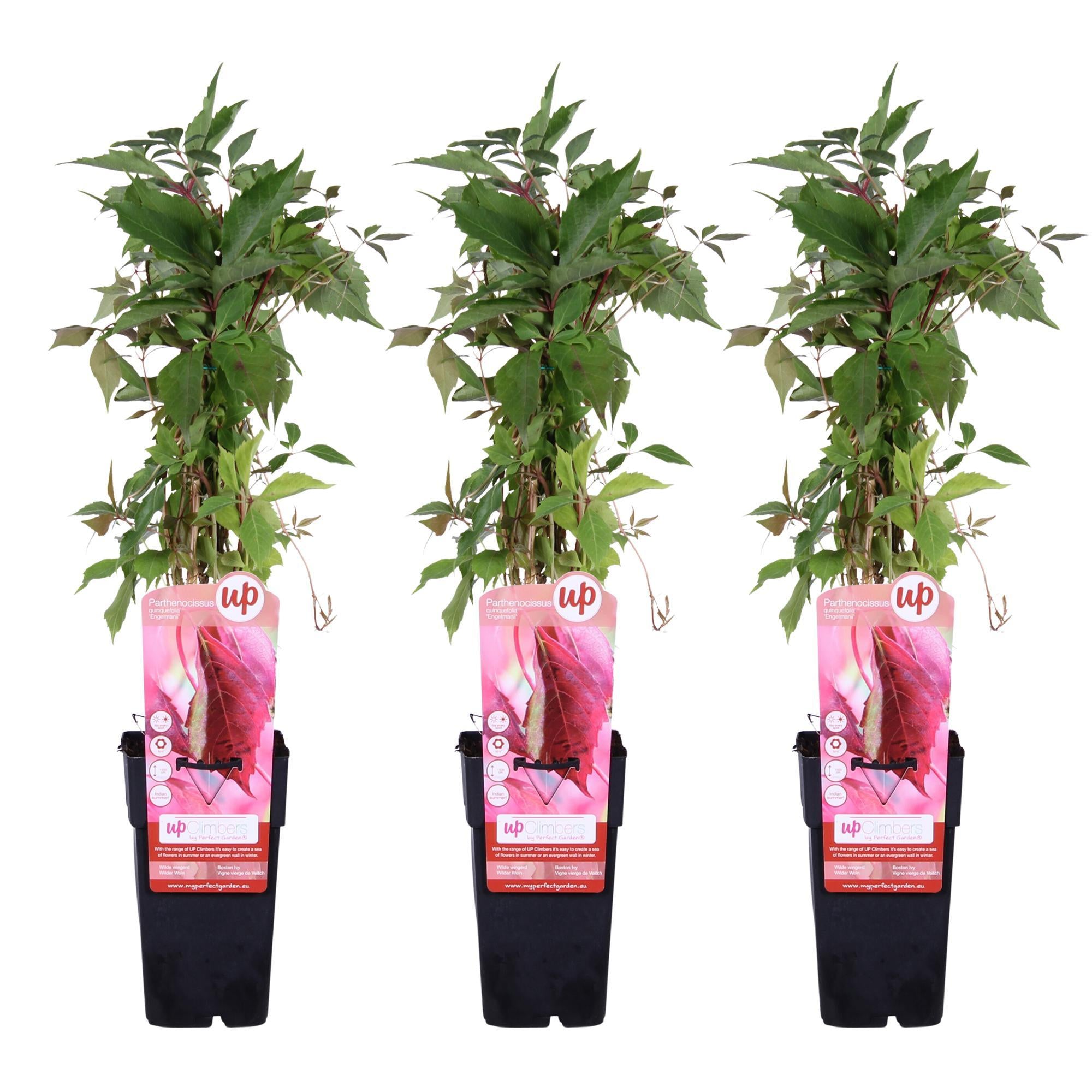 3x - Parthenocissus q. var. 'Engelmannii' - ?65cm - Ø15