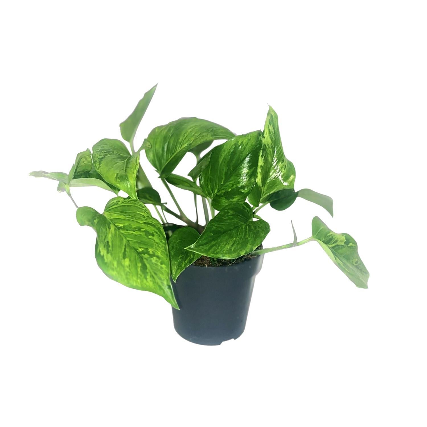 Scindapsus Pictus Trebie - Ø12cm - ↕20cm