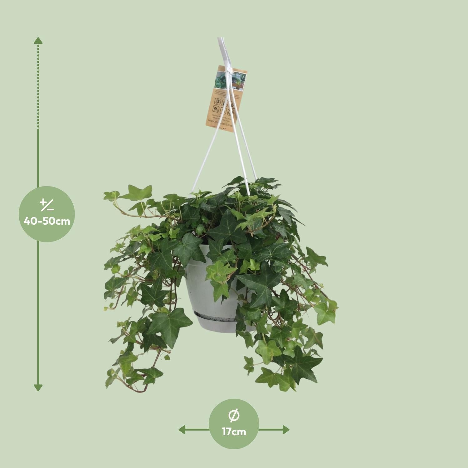 Hedera Helix Groen - Hangpot Weiß / Basic - Ø17cm - ↕cm
